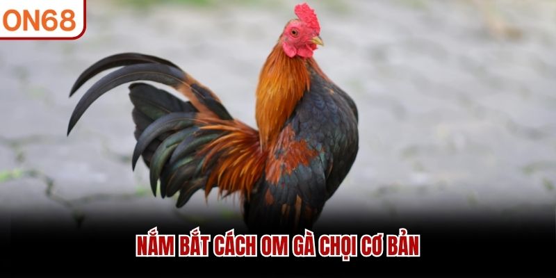Nắm bắt c&aacute;ch om g&agrave; chọi cơ bản