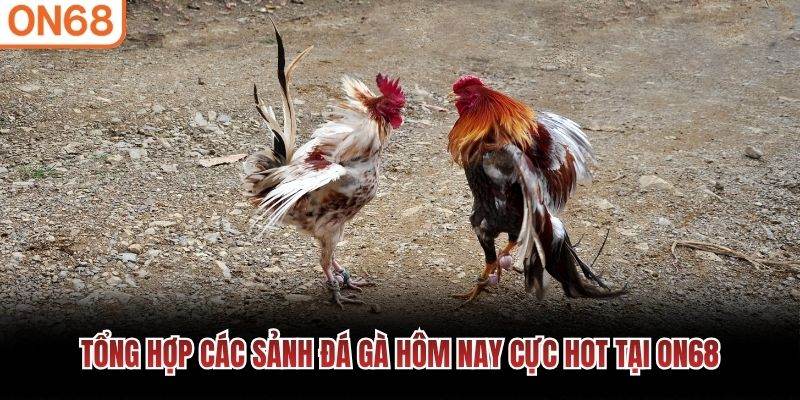 Tổng hợp c&aacute;c sảnh đ&aacute; g&agrave; h&ocirc;m nay cực hot tại ON68